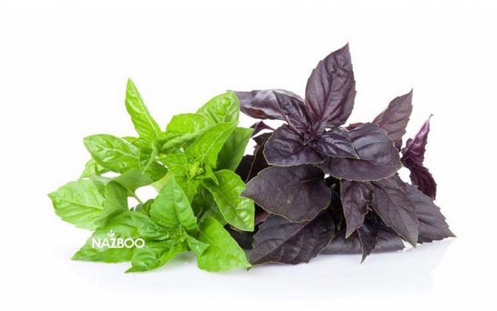 بذر سبزی ریحان سبز و بنفش
